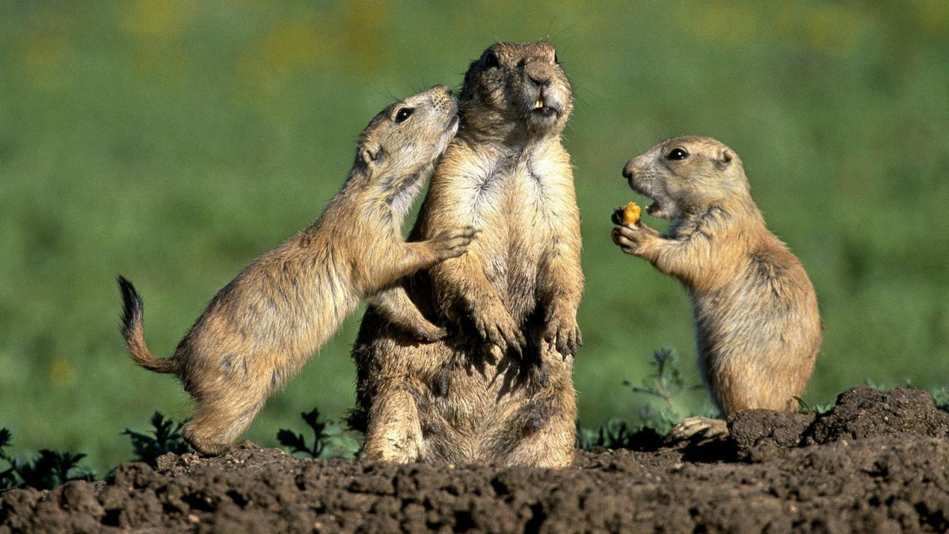 alle tier tapete,präriehund,landtier,gopher,murmeltier,murmeltier tag