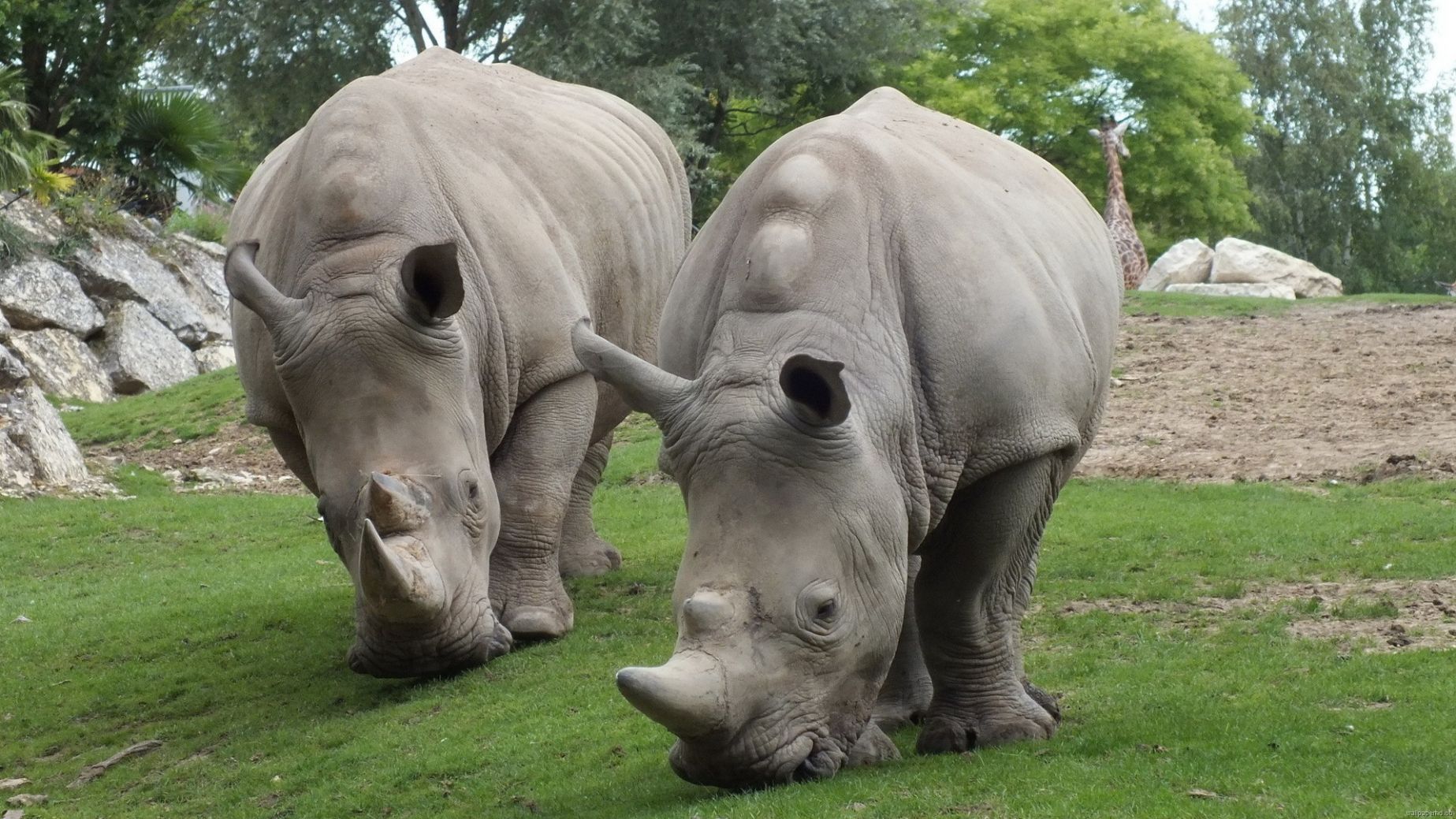 tout papier peint animal,rhinocéros,animal terrestre,rhinocéros blanc,rhinocéros noir,faune