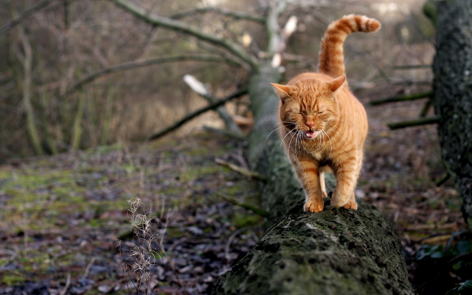 alle tier tapete,katze,felidae,kleine bis mittelgroße katzen,getigerte katze,tierwelt