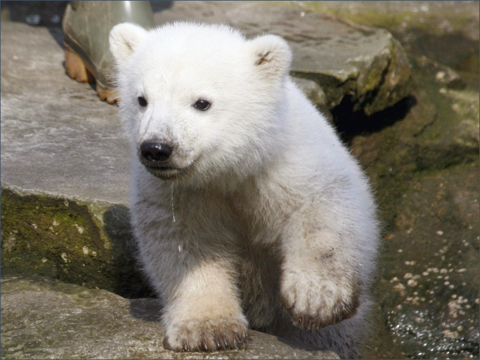 alle tier tapete,eisbär,bär,landtier,eisbär,schnauze