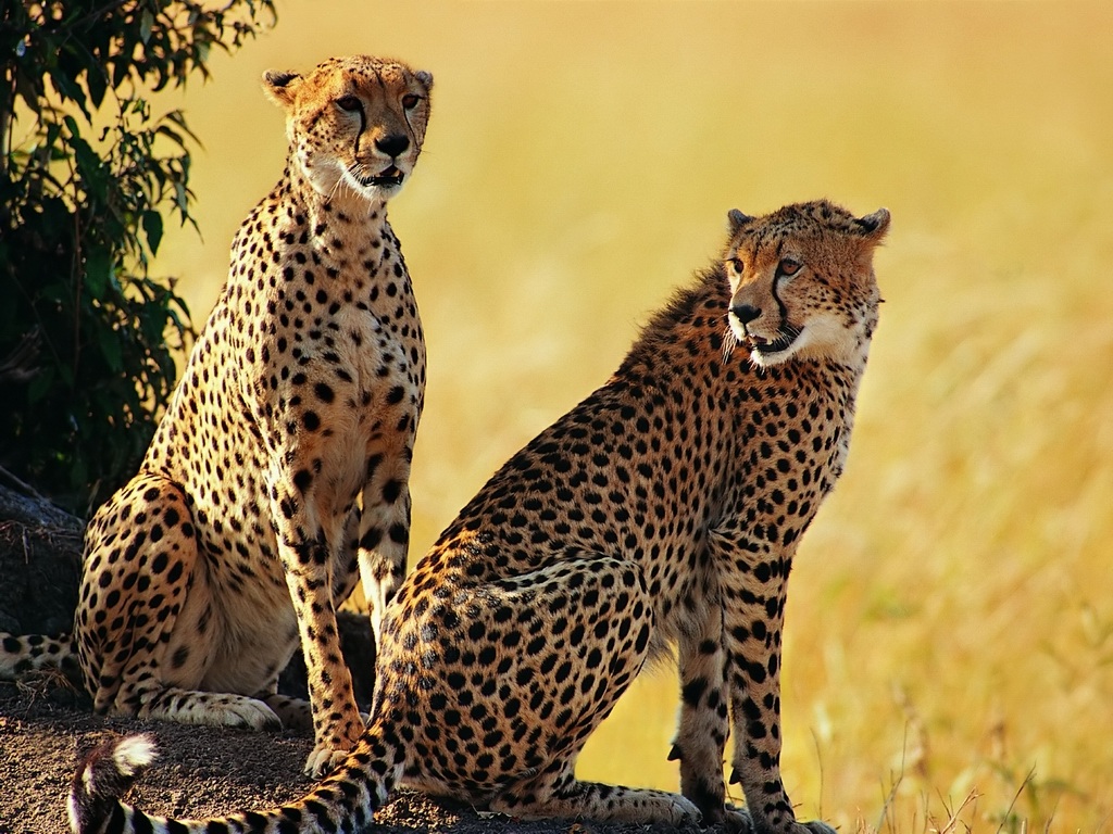 all animal wallpaper,terrestrial animal,mammal,cheetah,wildlife,vertebrate