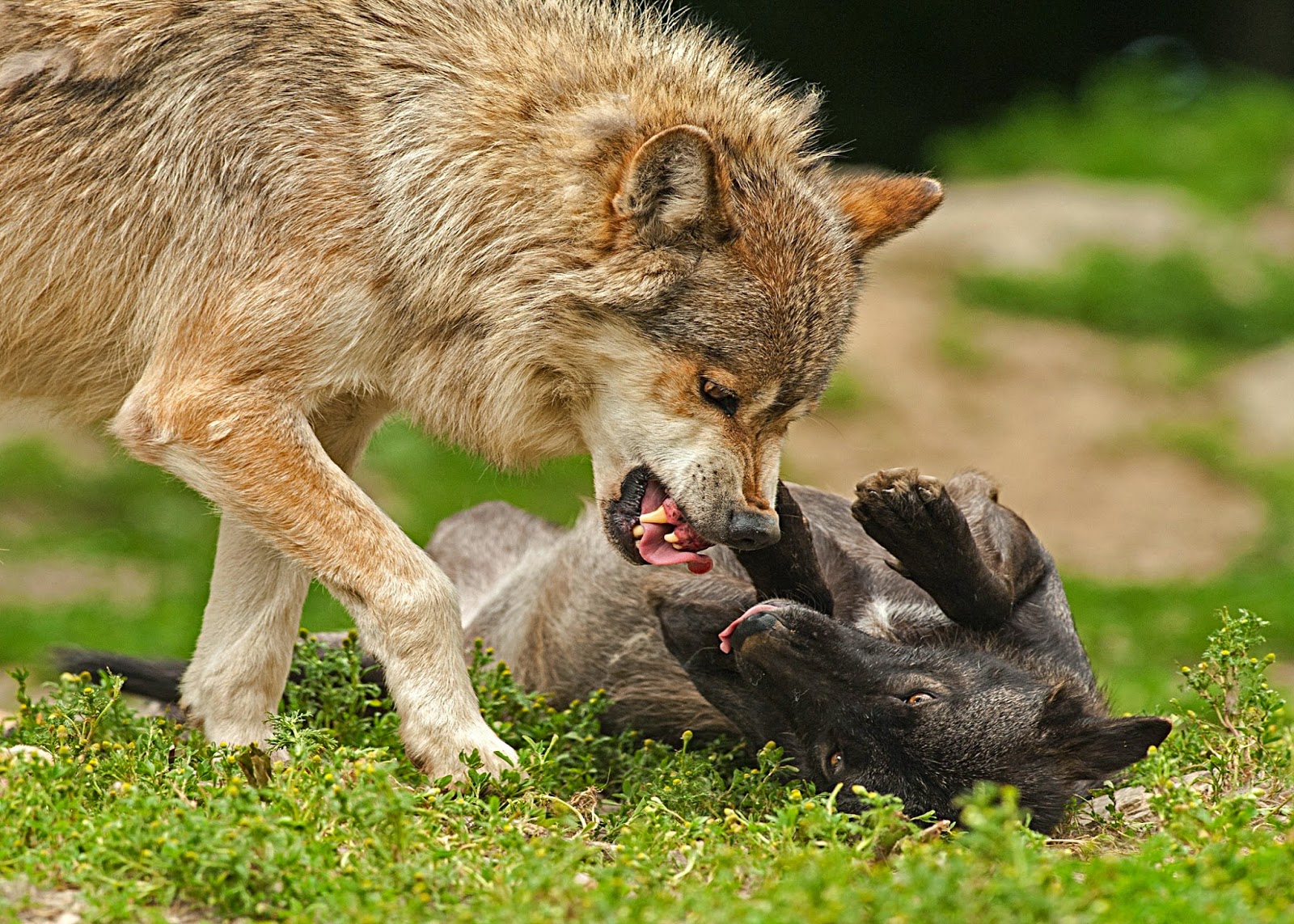 alle tier tapete,tierwelt,landtier,wolf,kojote,gras