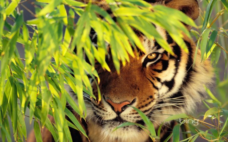 すべての動物の壁紙,虎,野生動物,陸生動物,ベンガルトラ,ネコ科