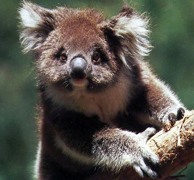 all animal wallpaper,mammal,vertebrate,terrestrial animal,koala,wildlife