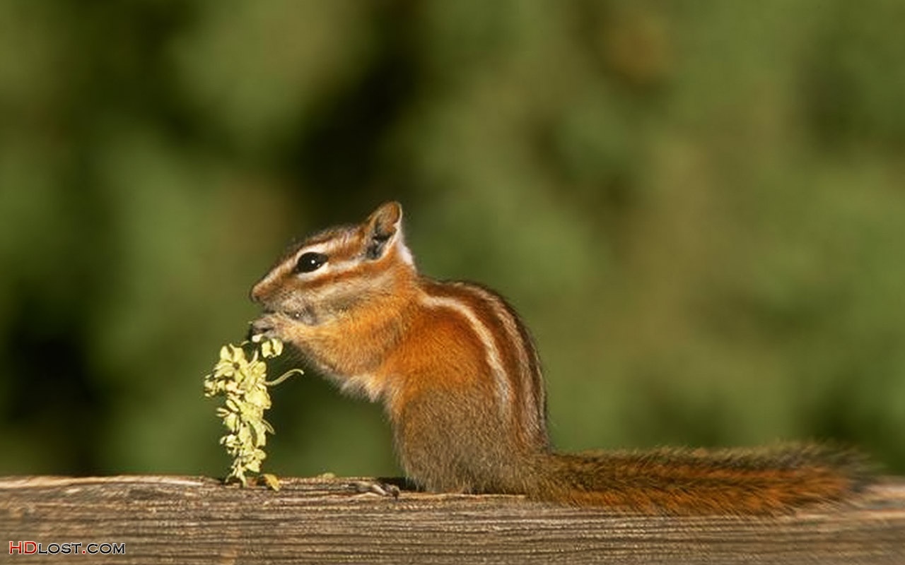 alle tier tapete,eichhörnchen,chipmunk,tierwelt,erdhörnchen,schnurrhaare