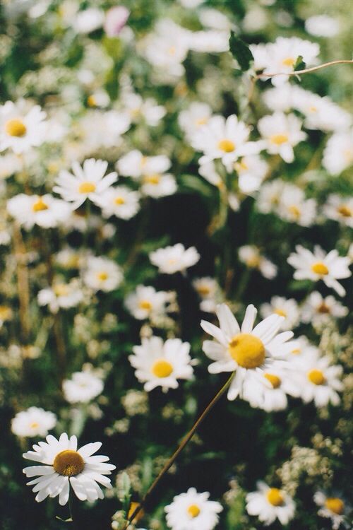 favim wallpaper,flower,flowering plant,daisy,oxeye daisy,plant