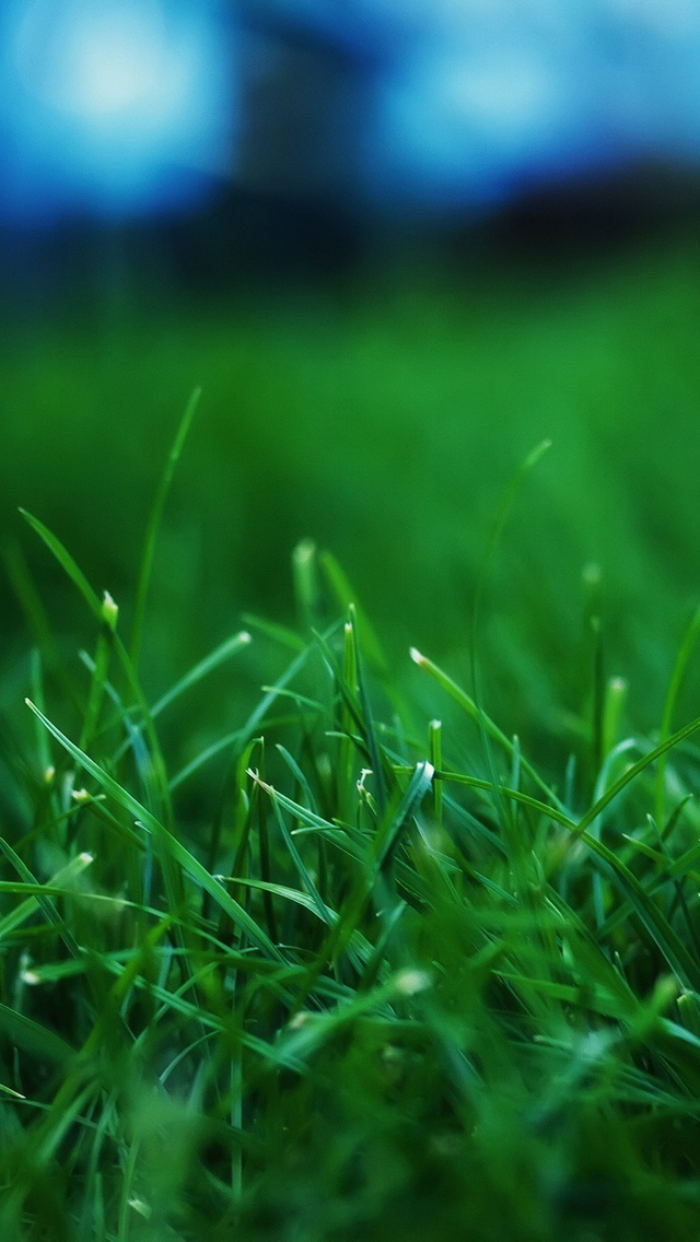 아이폰 월페이퍼 hd 무료 다운로드,초록,잔디,자연,물,잔디