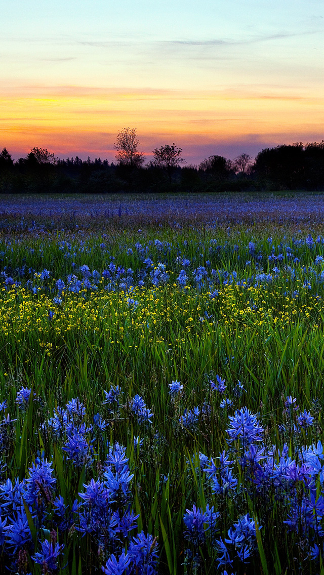 fonds d'écran iphone hd téléchargement gratuit,plante à fleurs,fleur,lavande,bleu,paysage naturel