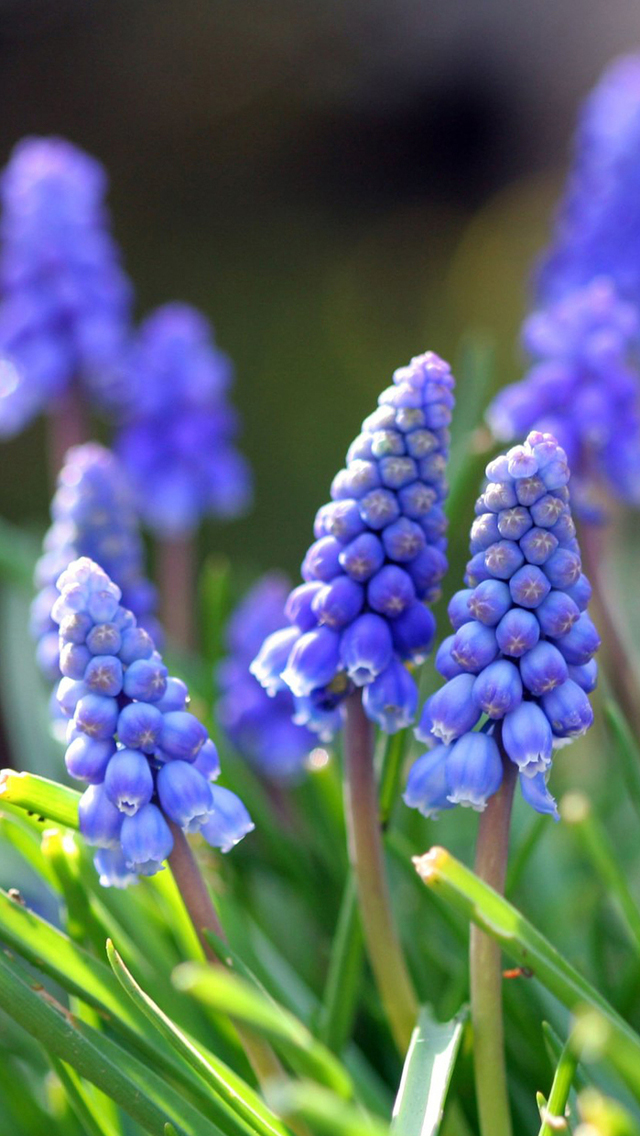 iphone wallpapers hd free download,flower,grape hyacinth,plant,lavender,flowering plant