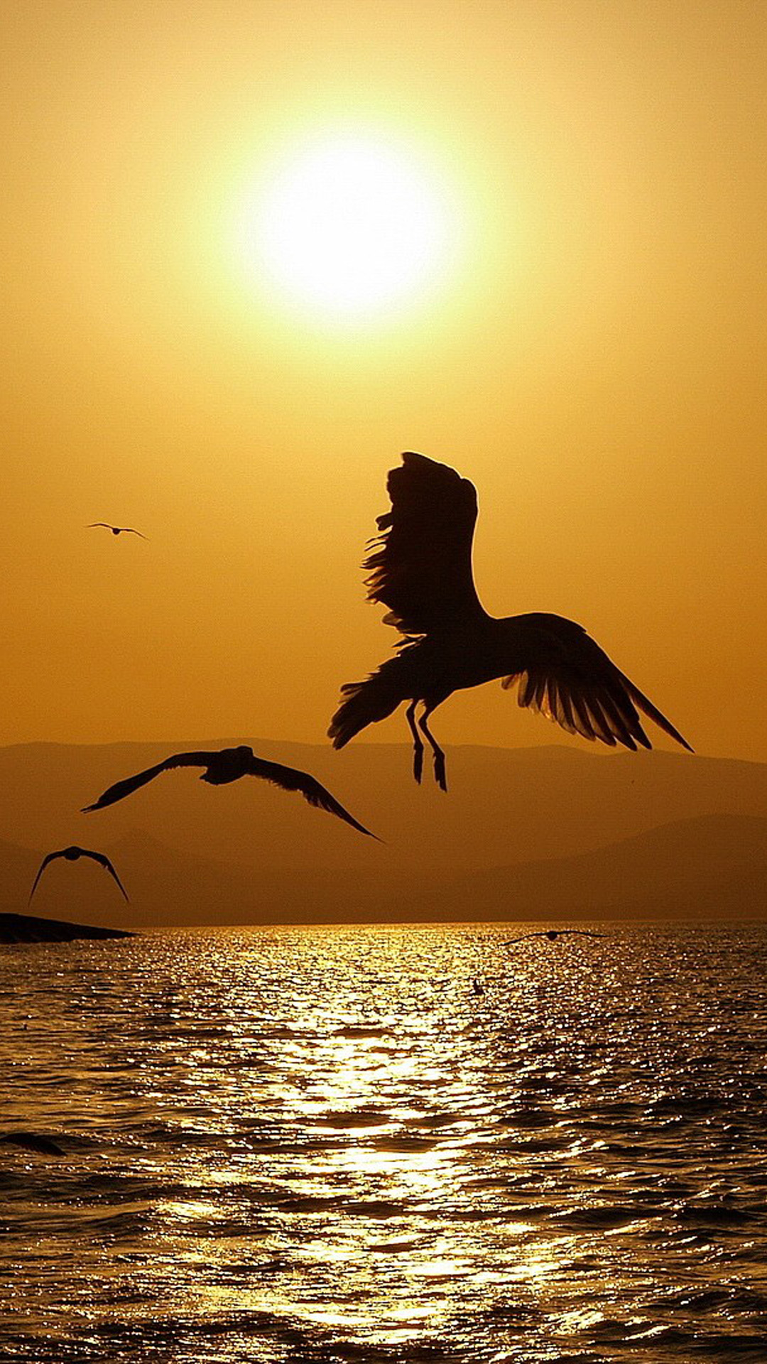 fonds d'écran iphone hd téléchargement gratuit,oiseau,ciel,l'eau,matin,oiseau de mer