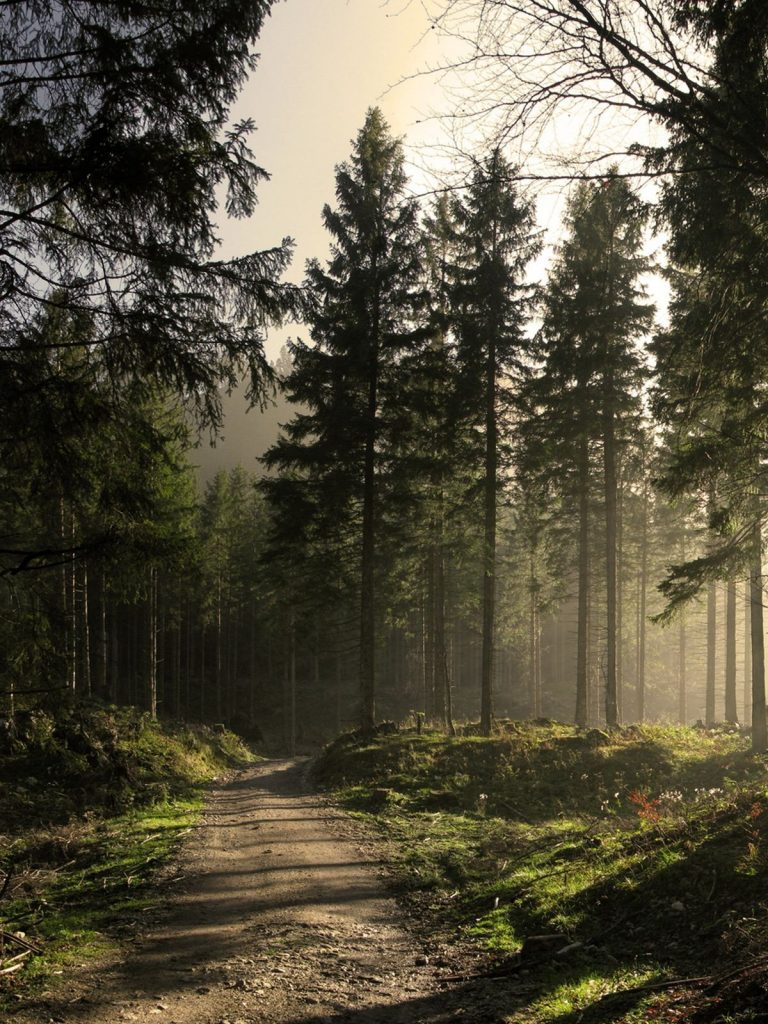 fonds d'écran iphone hd téléchargement gratuit,paysage naturel,la nature,arbre,forêt,forêt ancienne