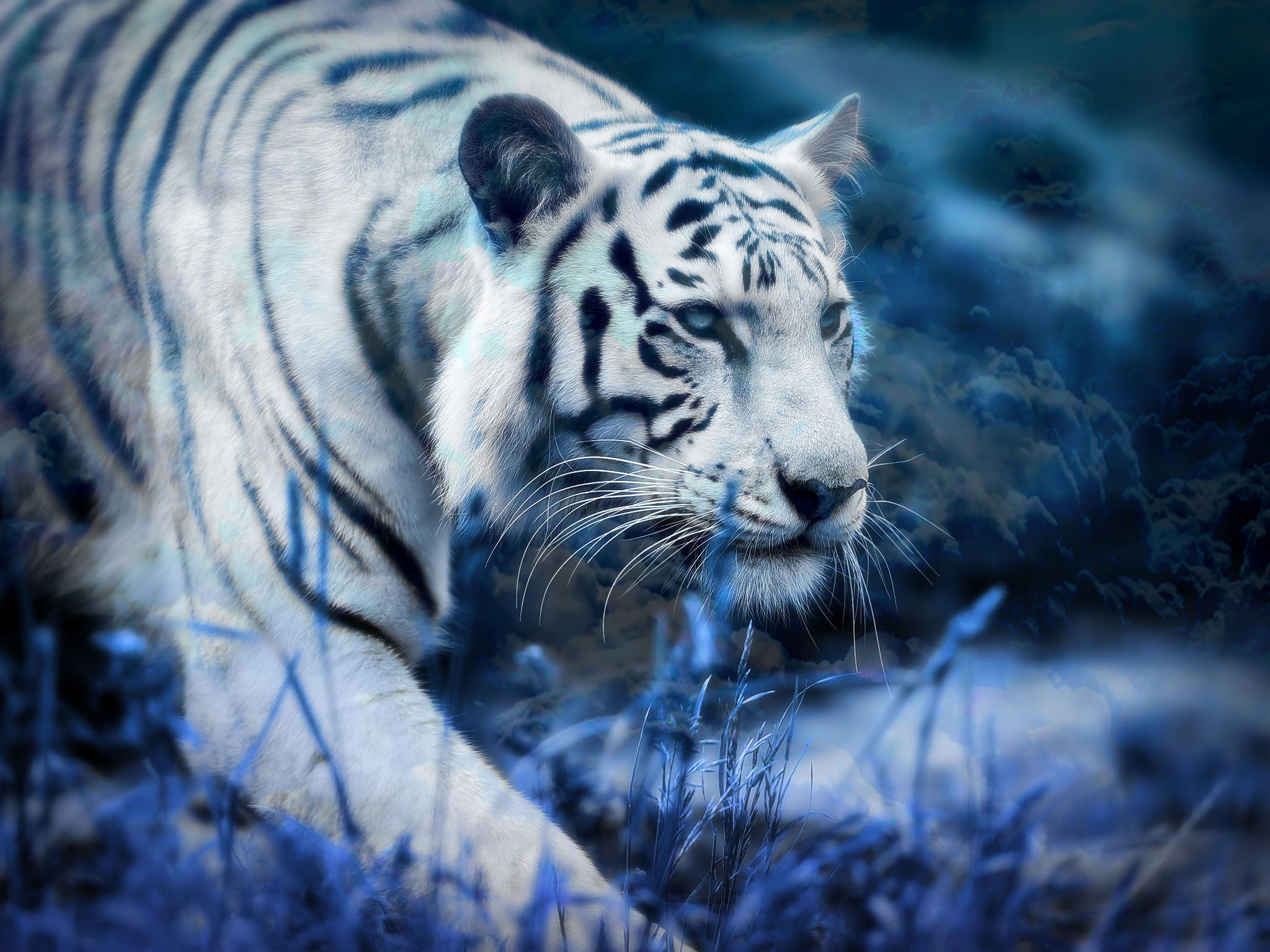 kaplan wallpaper,tiger,wildlife,vertebrate,bengal tiger,mammal