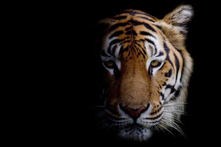 kaplan wallpaper,tiger,wildlife,mammal,vertebrate,terrestrial animal