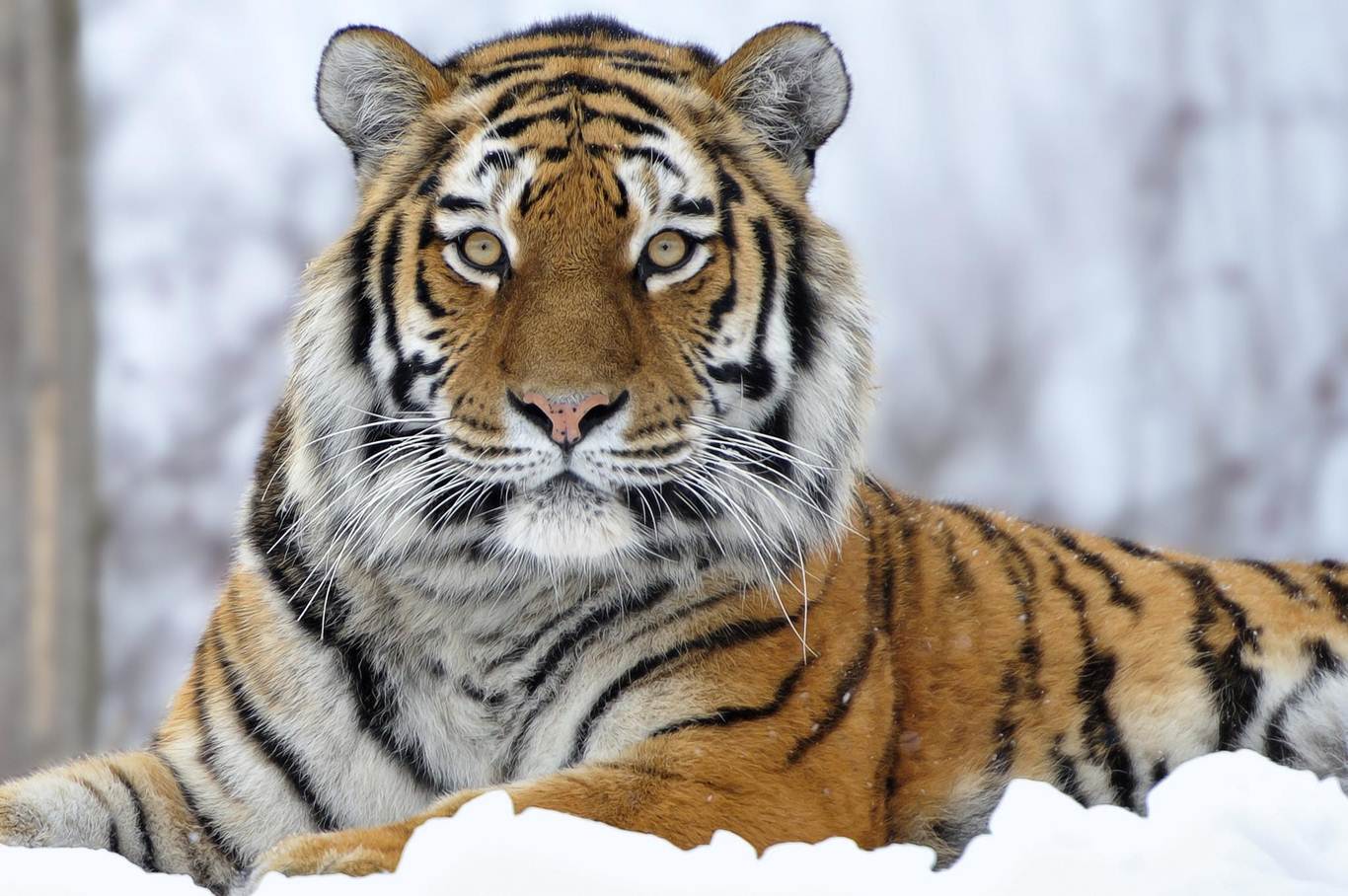 kaplan wallpaper,tiger,tierwelt,landtier,bengalischer tiger,sibirischer tiger