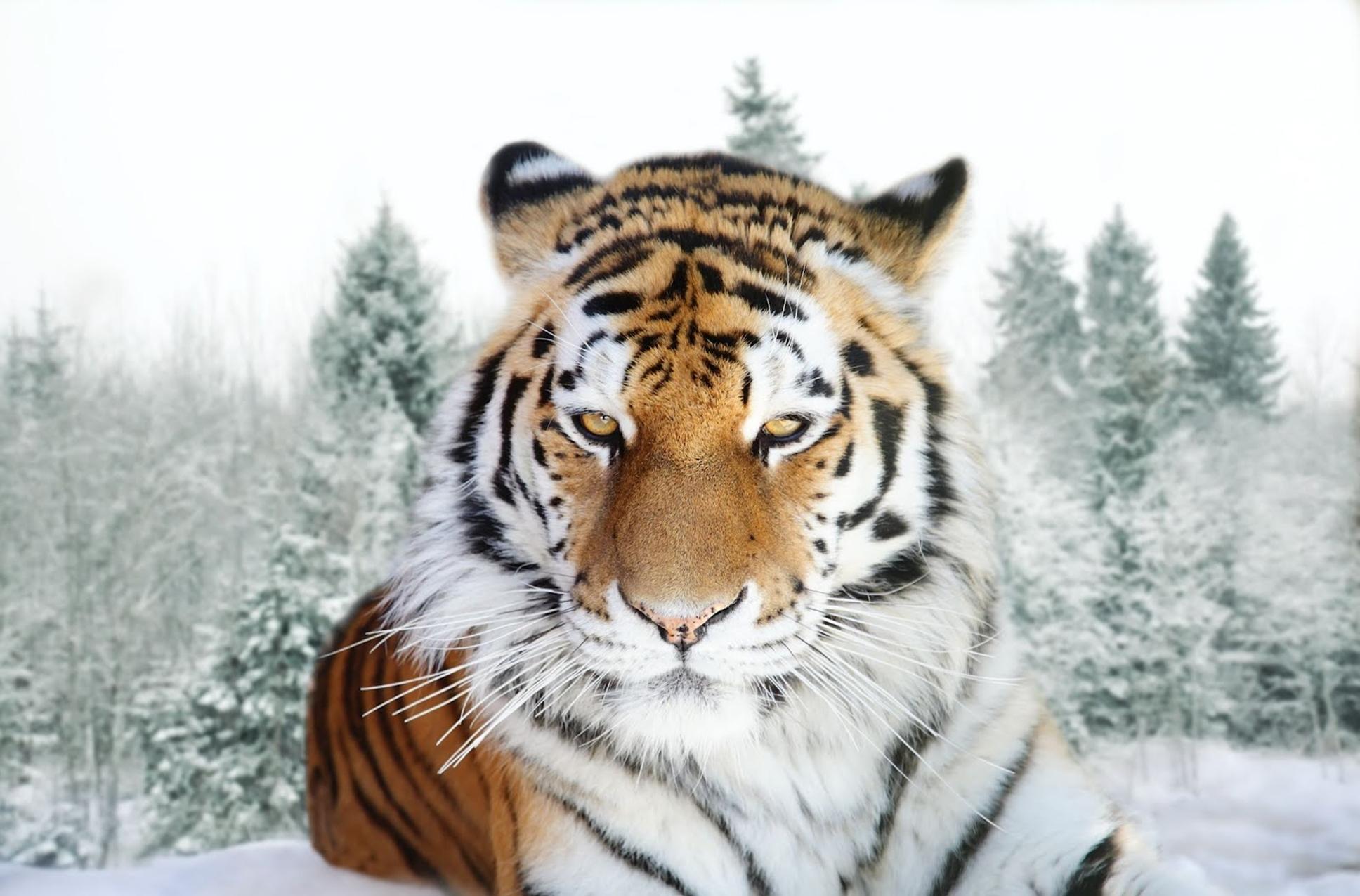 fond d'écran kaplan,tigre,faune,tigre du bengale,animal terrestre,tigre de sibérie