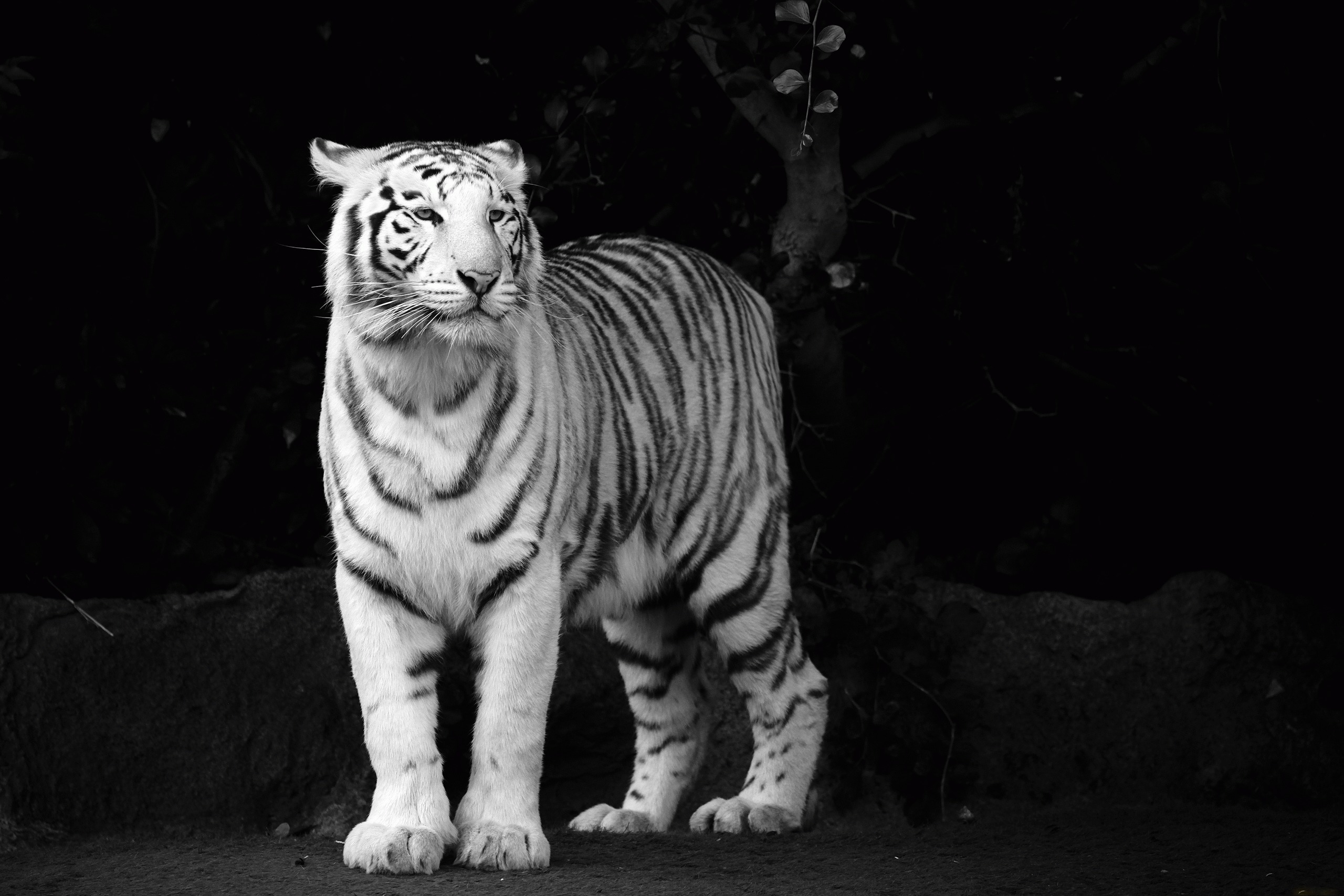 carta da parati kaplan,tigre,tigre del bengala,bianca,nero,felidae