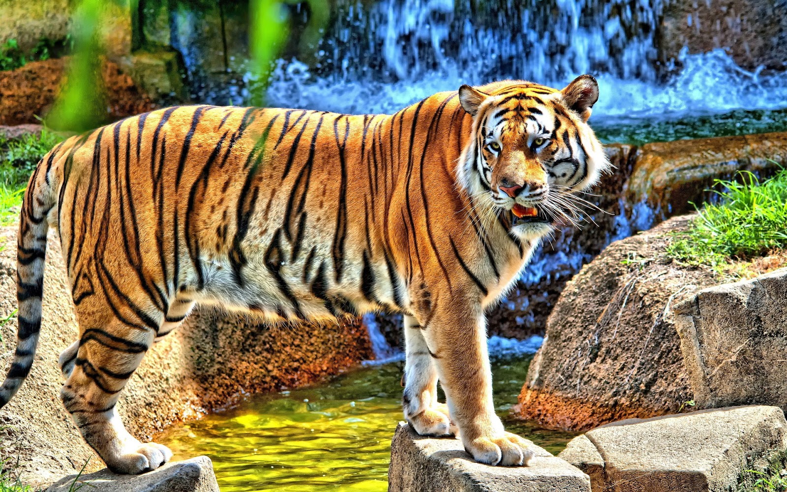 kaplan wallpaper,tiger,tierwelt,landtier,bengalischer tiger,sibirischer tiger