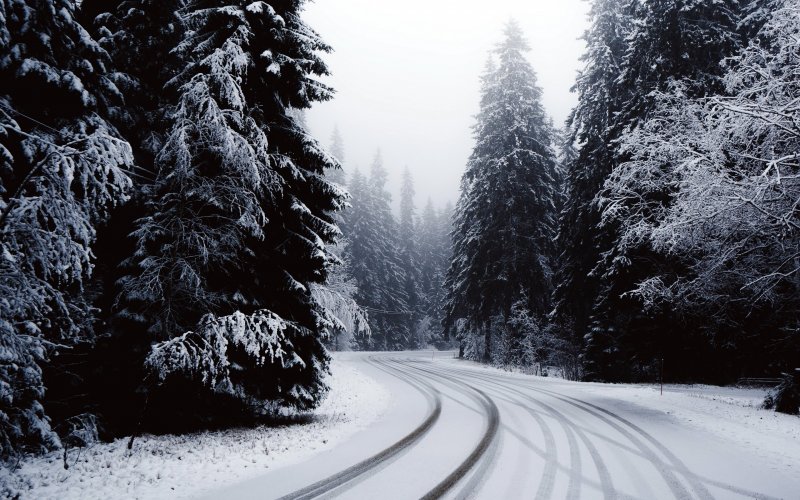 carta da parati inverno scuro,neve,inverno,albero,congelamento,paesaggio naturale