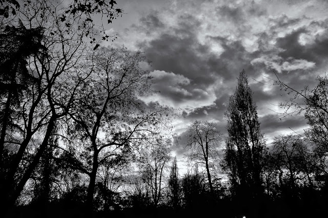 carta da parati inverno scuro,cielo,natura,albero,nero,bianca