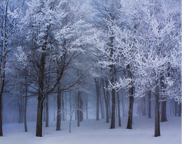 Wallpapers dark snow winter forest 