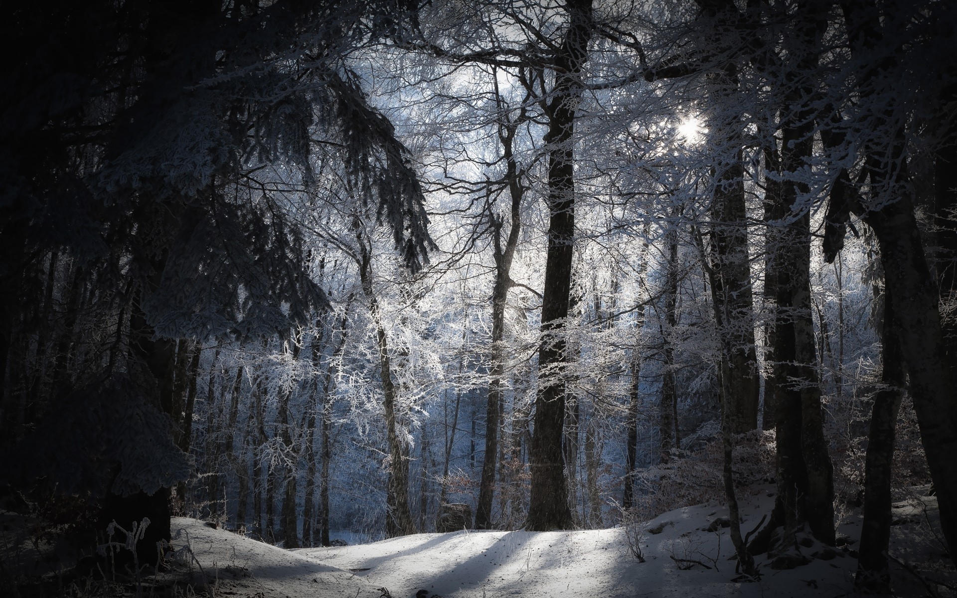 carta da parati inverno scuro,albero,natura,paesaggio naturale,foresta,inverno