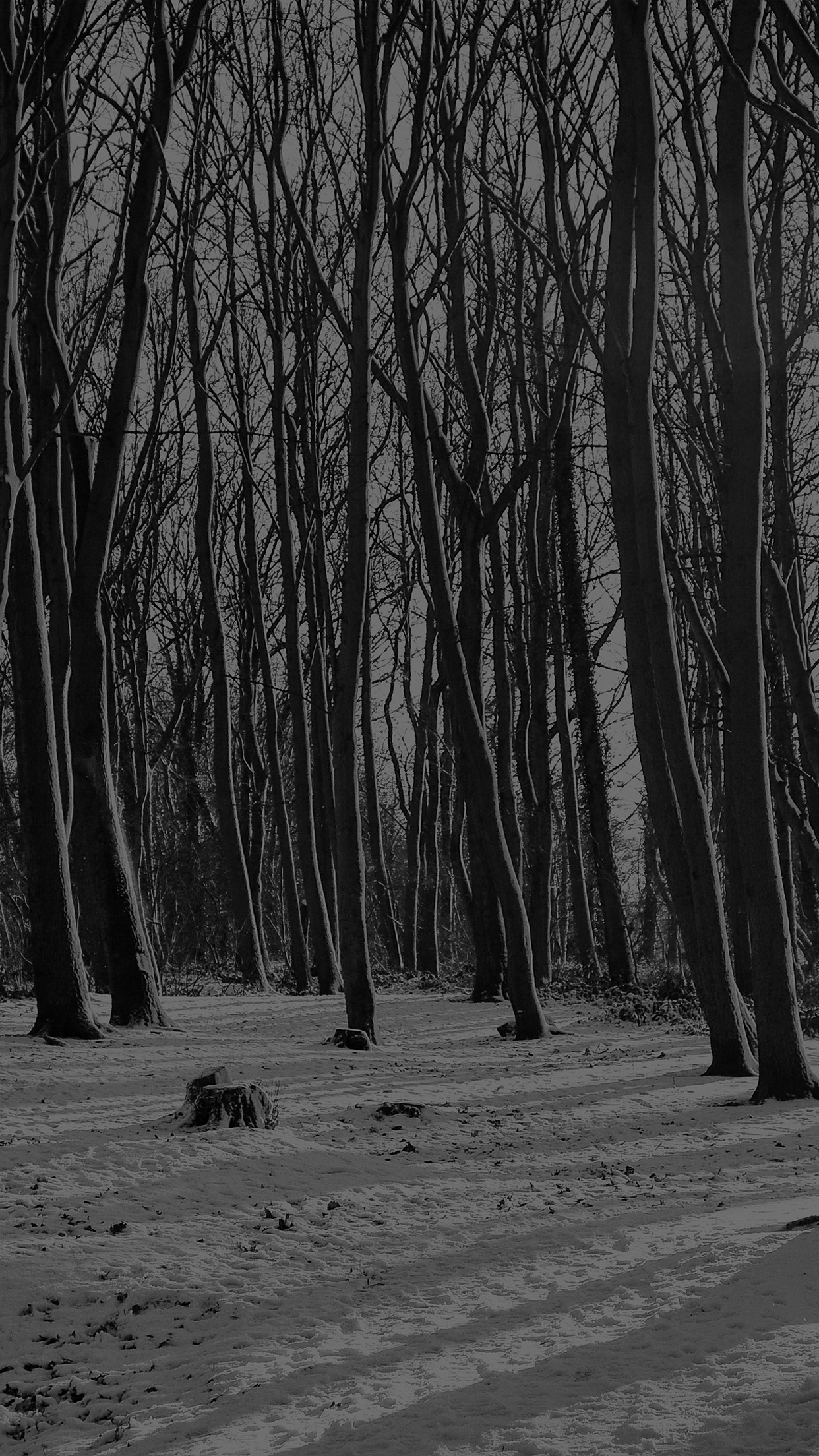 fond d'écran d'hiver sombre,arbre,la nature,paysage naturel,forêt,des bois