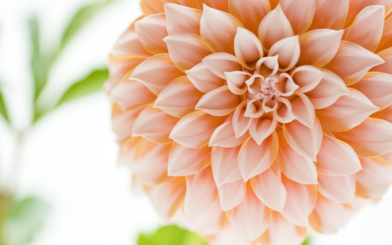 cream flower wallpaper,peach,flower,petal,dahlia,plant