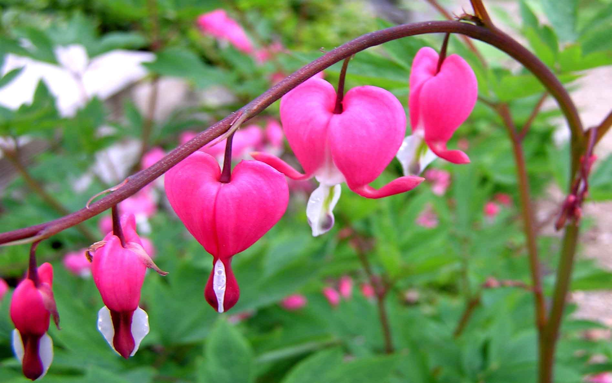 corazón sangrante,flor,planta floreciendo,corazón sangrante pacífico,planta,pétalo