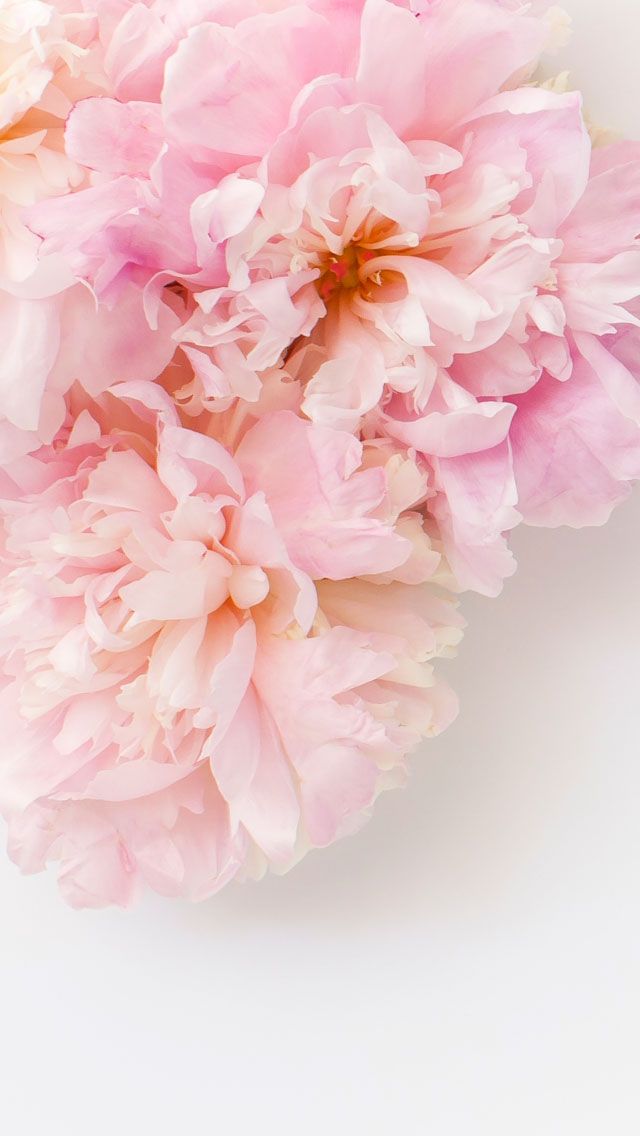 cream flower wallpaper,pink,petal,flower,plant,cut flowers