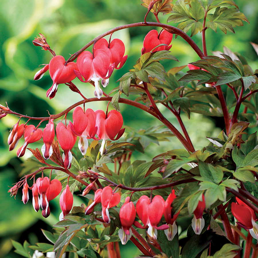 corazón sangrante,flor,planta floreciendo,planta,árbol,familia agracejo