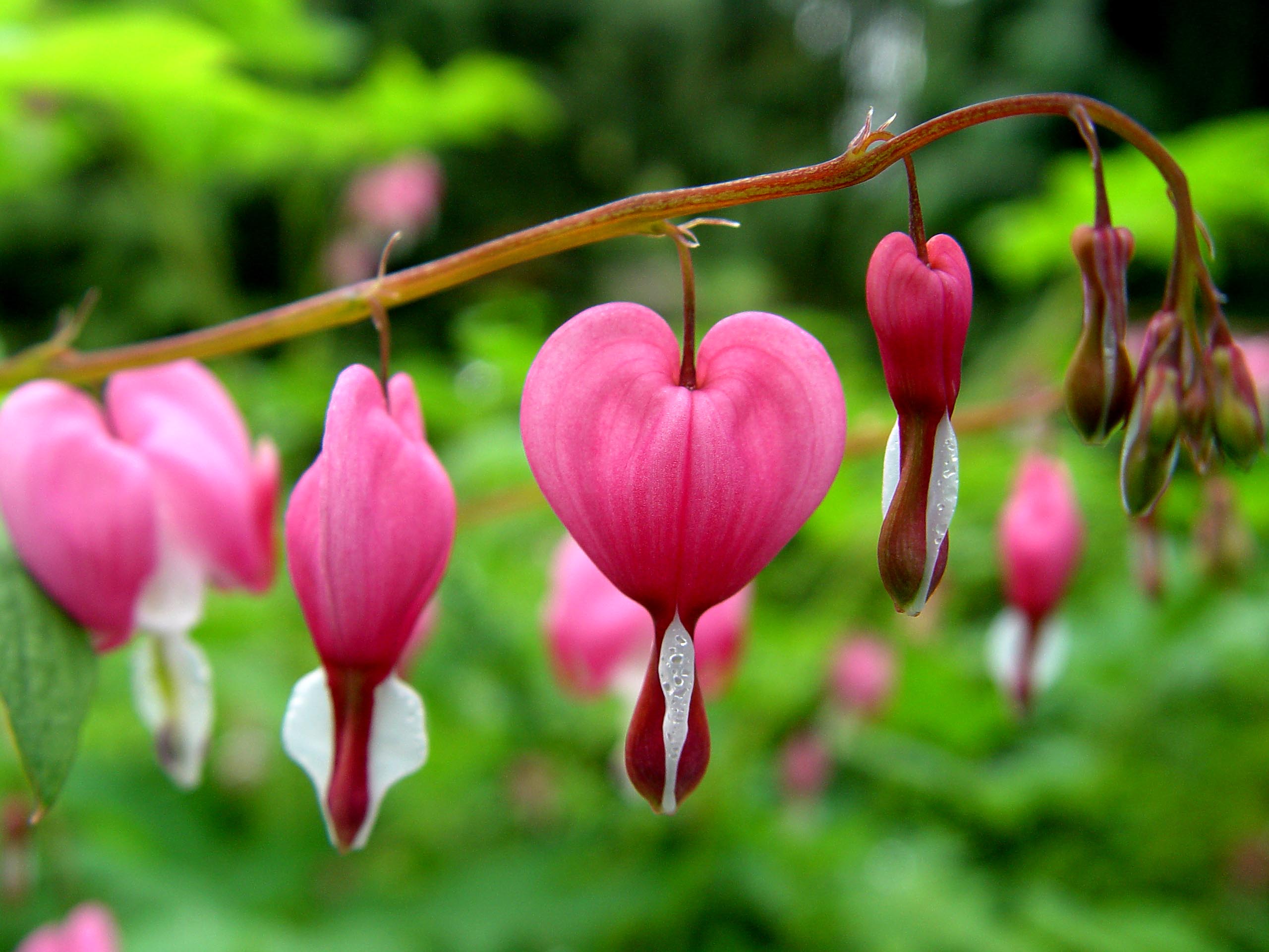 carta da parati cuore sanguinante,fiore,cuore sanguinante pacifico,rosa,pianta,petalo