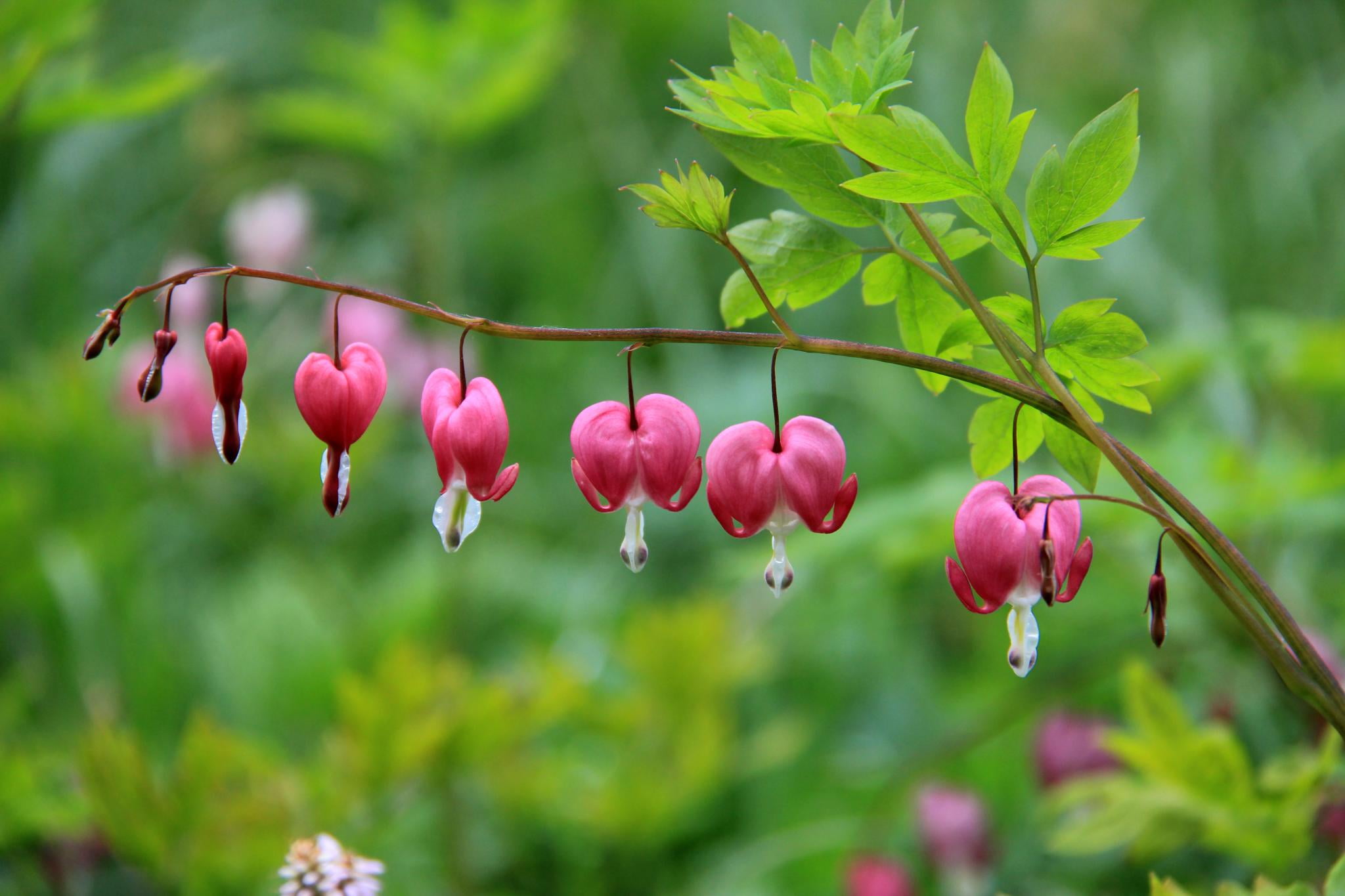 bleeding heart wallpaper,flower,flowering plant,pacific bleeding heart,plant,petal