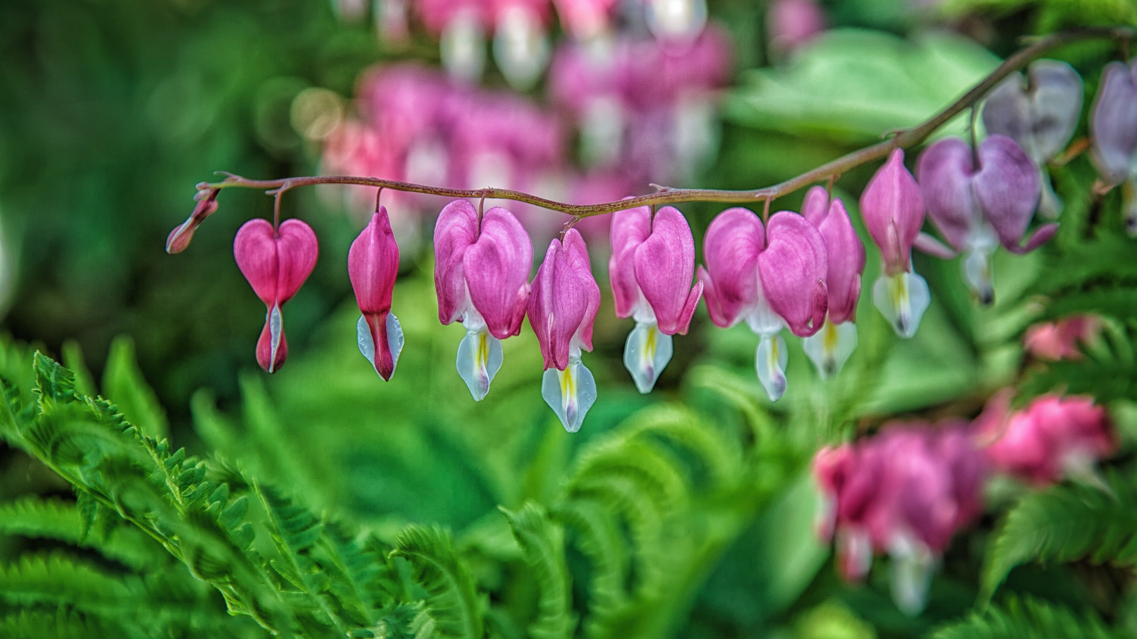 corazón sangrante,flor,planta floreciendo,corazón sangrante pacífico,planta,rosado