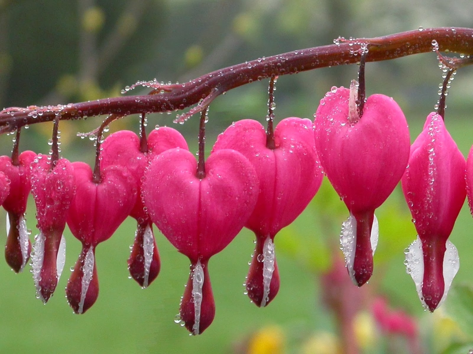 bleeding heart wallpaper,pink,flower,red,plant,leaf