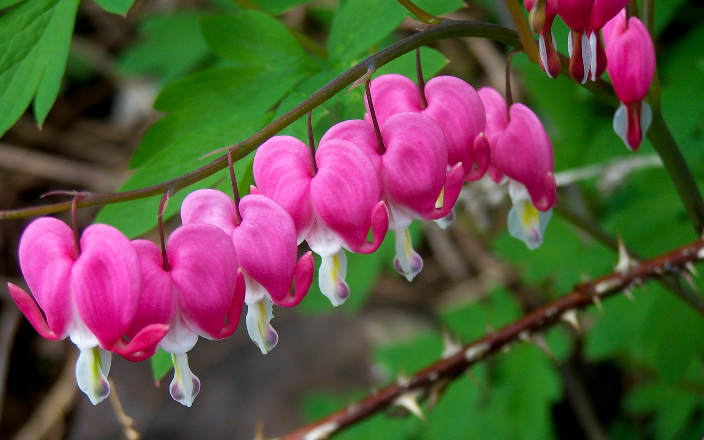 corazón sangrante,flor,rosado,planta,pétalo,primavera