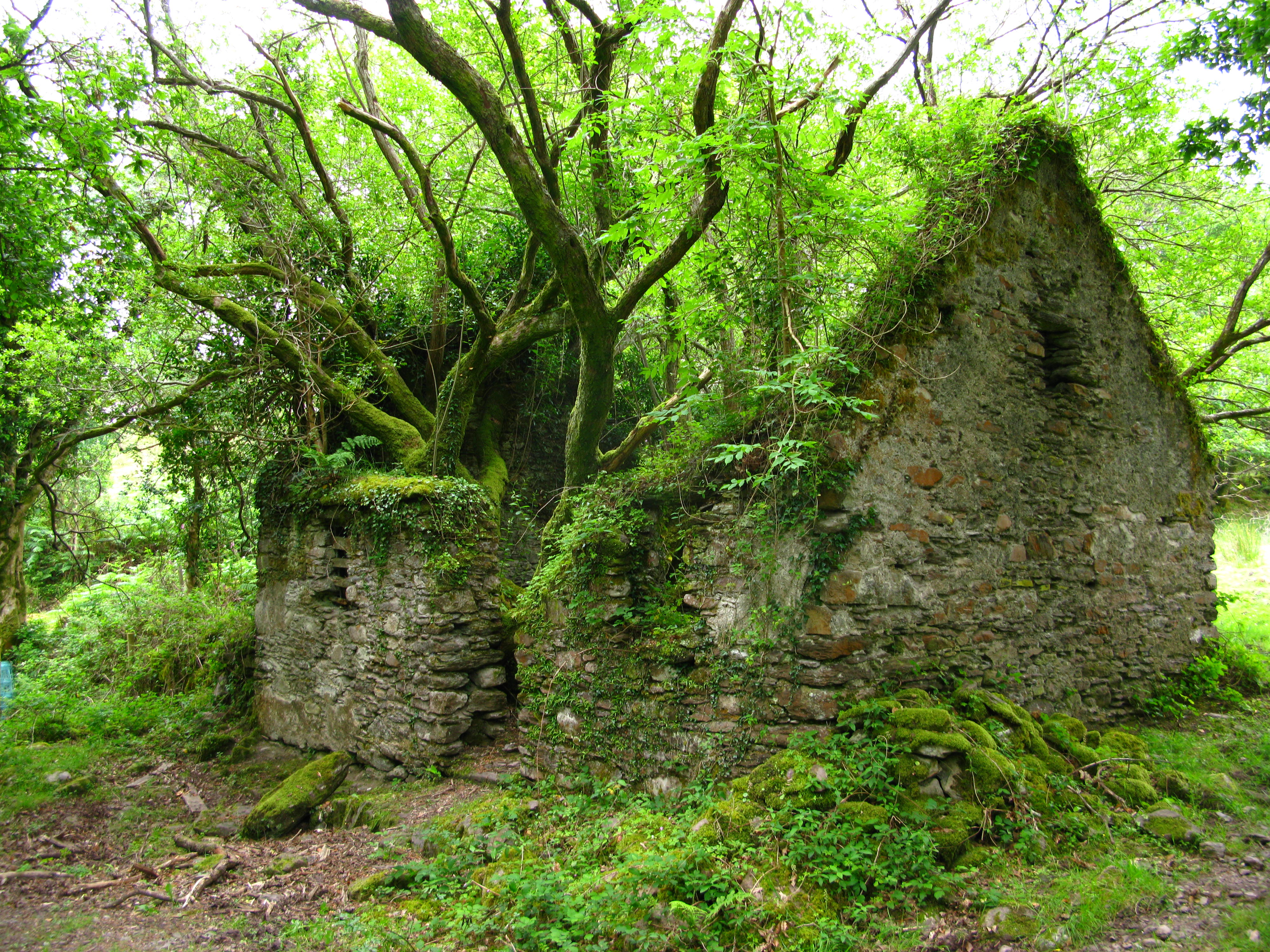 carta da parati abbandonata,albero,natura,foresta,bosco,vecchia foresta di crescita