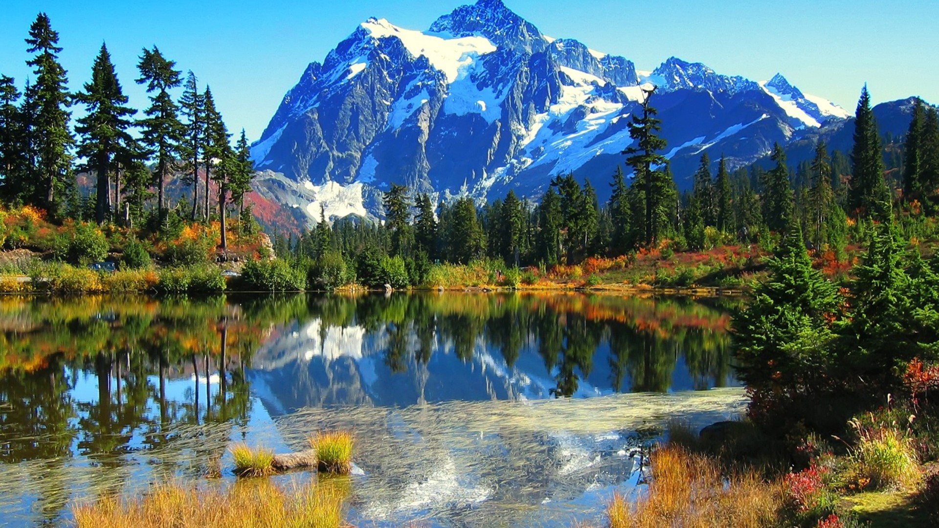 wallpaper scenery photo,natural landscape,nature,reflection,mountain,larix lyalliisubalpine larch