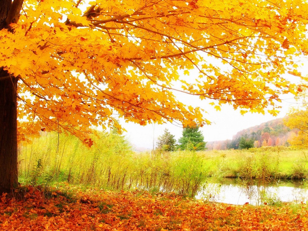 tapete landschaftsfoto,natürliche landschaft,baum,natur,blatt,herbst