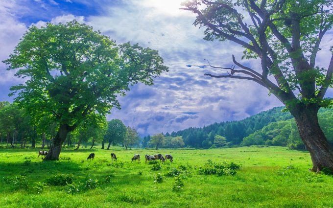 tapete landschaftsfoto,natürliche landschaft,natur,wiese,grün,baum