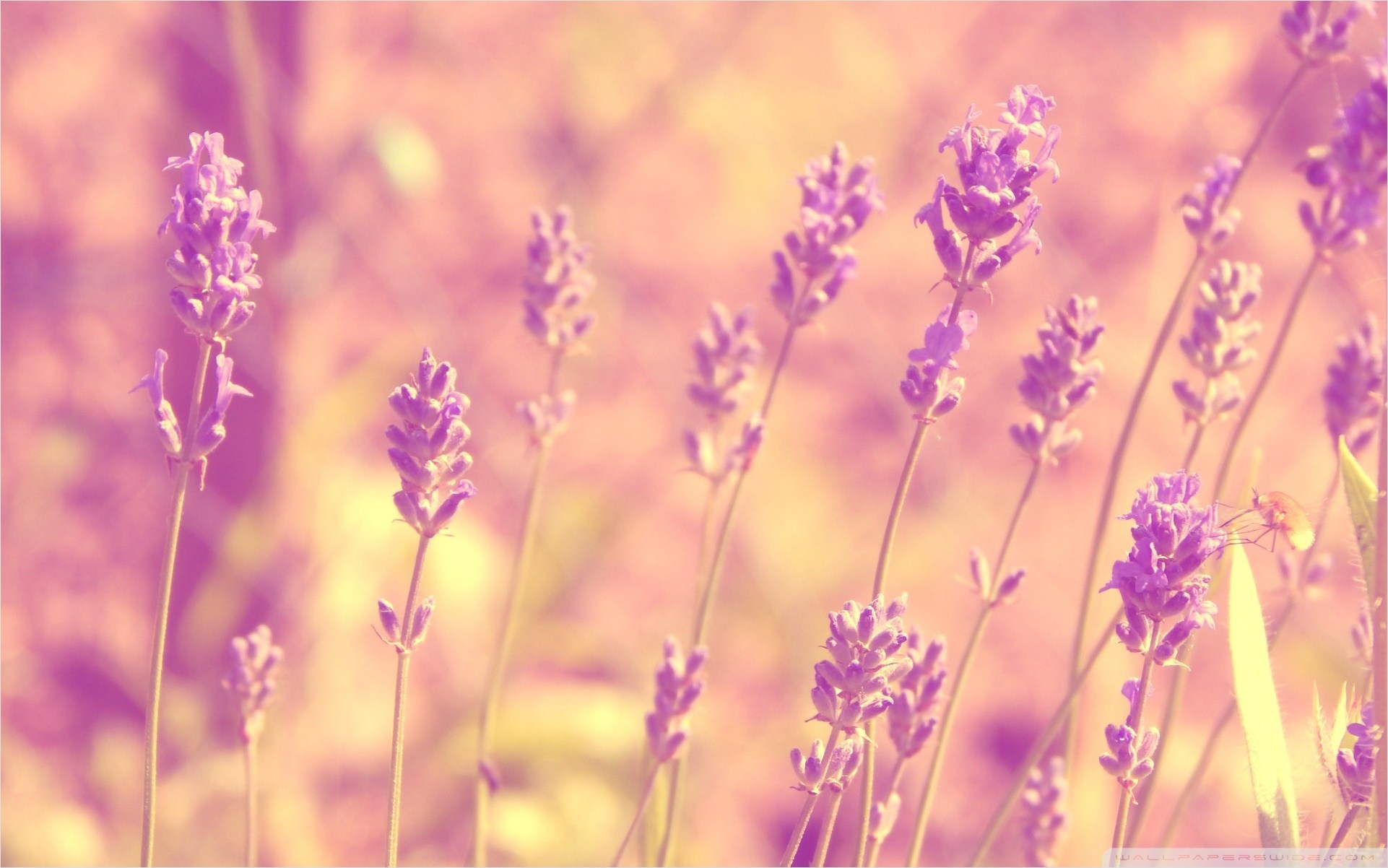 vip wallpaper hd,flowering plant,lavender,flower,english lavender,lavender