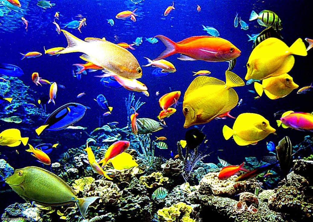 moving fish wallpaper free download,fish,underwater,coral reef fish,coral reef,marine biology