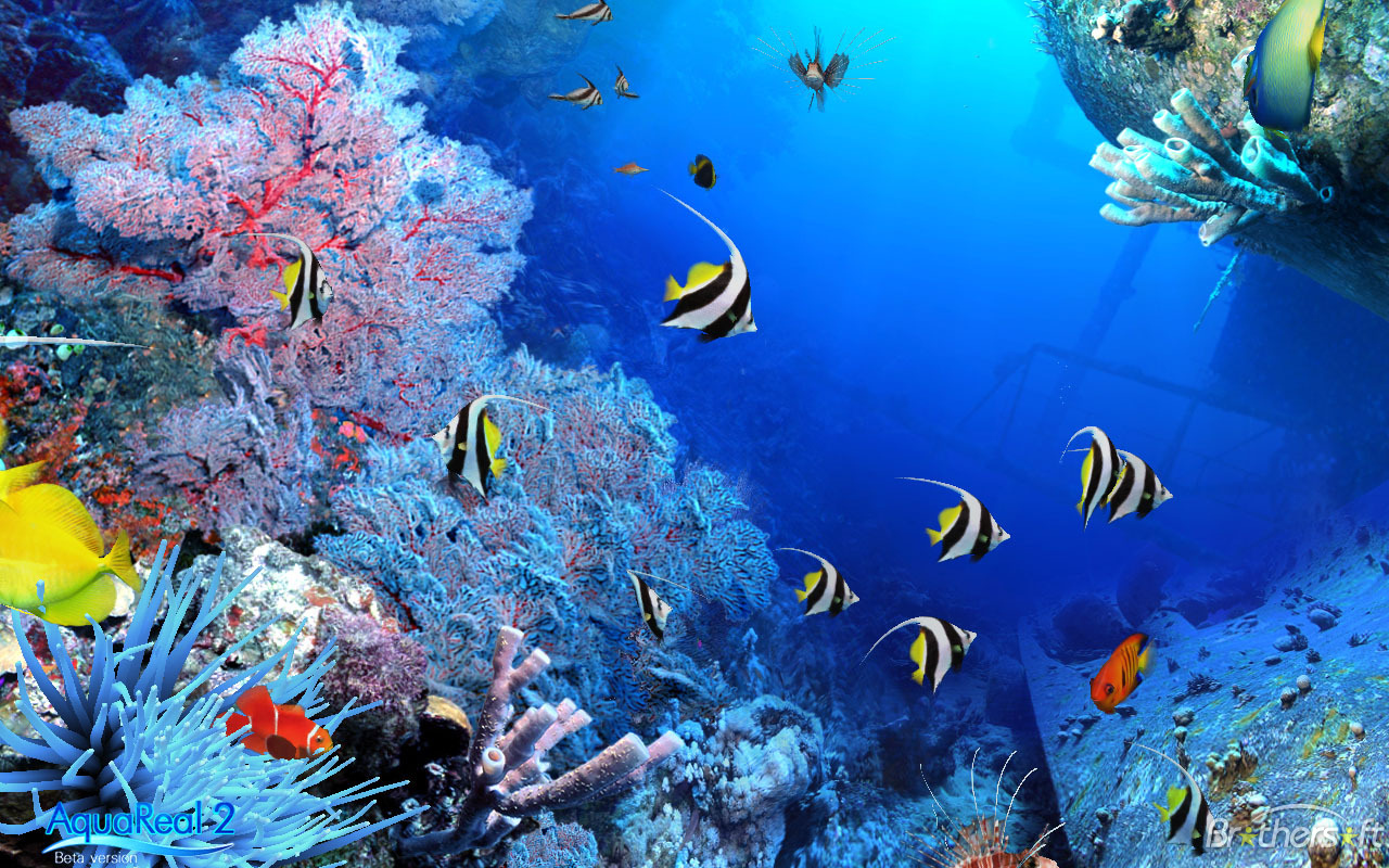 moving fish wallpaper free download,coral reef,reef,underwater,marine biology,coral reef fish