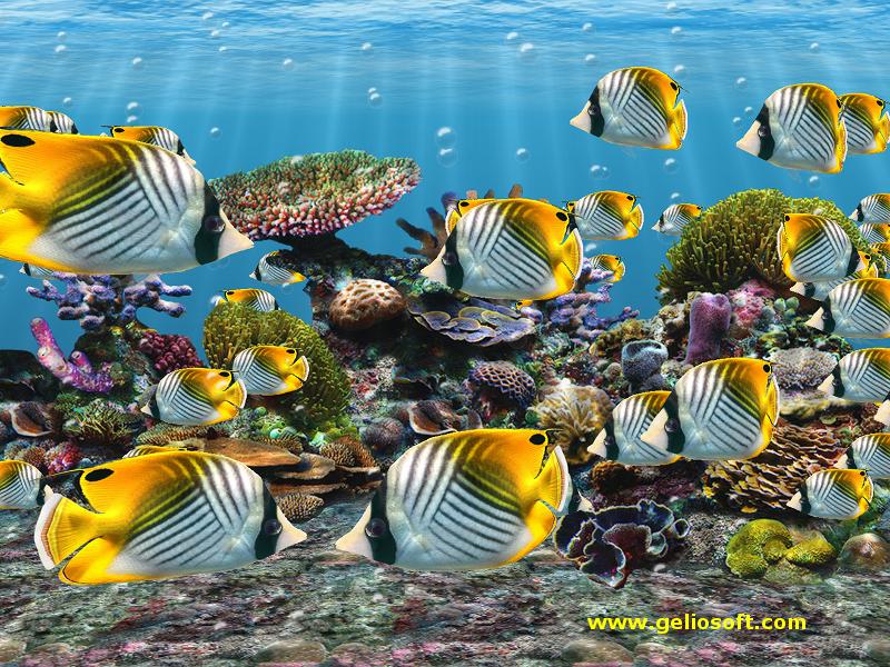 움직이는 물고기 벽지 무료 다운로드,물고기,산호초 물고기,해양 생물학,수중,물고기