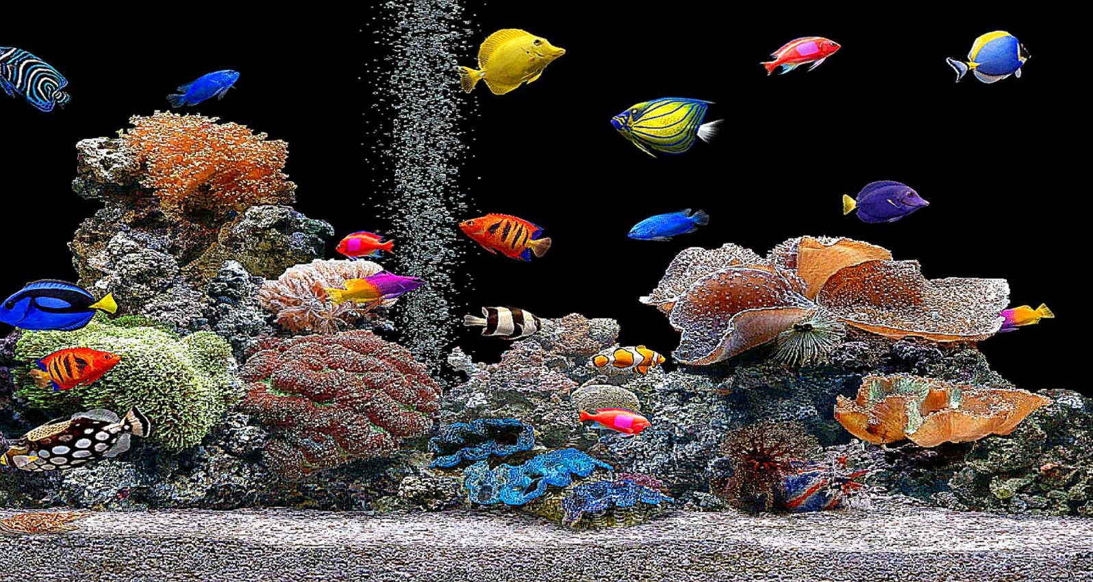 moving fish wallpaper free download,coral reef,reef,stony coral,marine biology,aquarium decor