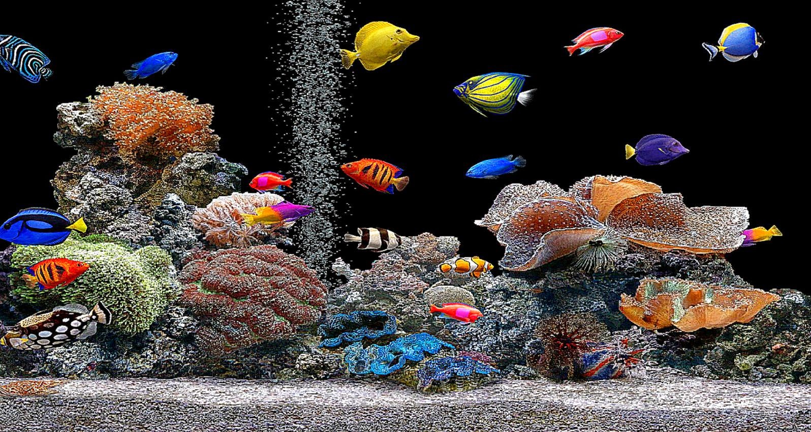 動く魚壁紙無料ダウンロード サンゴ礁 リーフ 石サンゴ 海洋生物学 水族館 Wallpaperuse 動く魚壁紙無料ダウンロード サンゴ礁 リーフ 石サンゴ 海洋生物学 水族館 Wallpaperuse