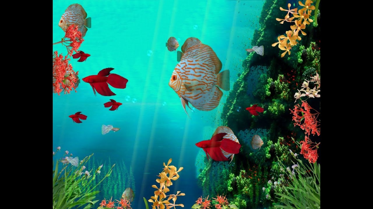 moving fish wallpaper kostenloser download,meeresbiologie,unter wasser,türkis,fisch,fisch