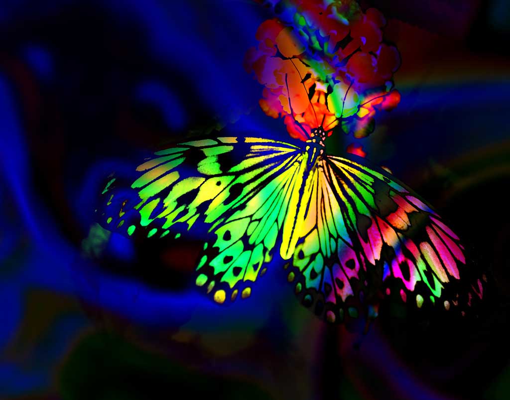 beautiful rainbow wallpapers,butterfly,insect,moths and butterflies,blue,green