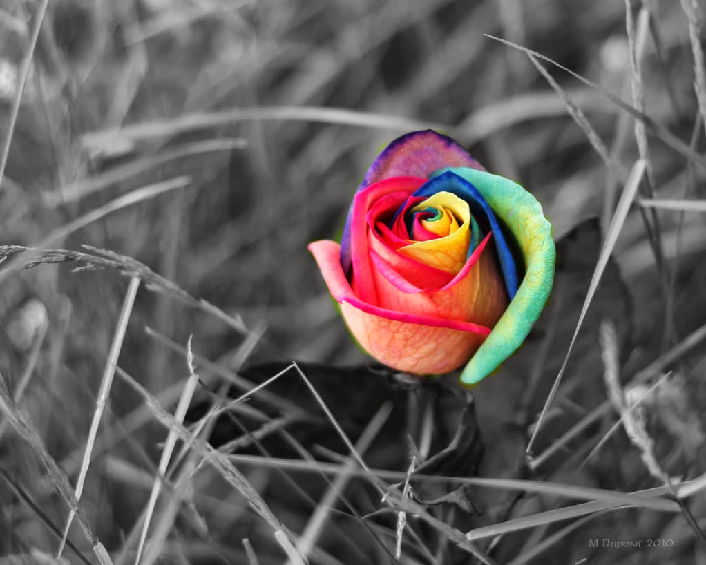 beautiful rainbow wallpapers,nature,rainbow rose,flower,rose,rose family