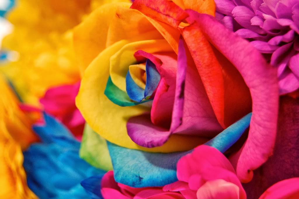 美しい虹の壁紙,花,ローズ,レインボーローズ,花弁,バラ科