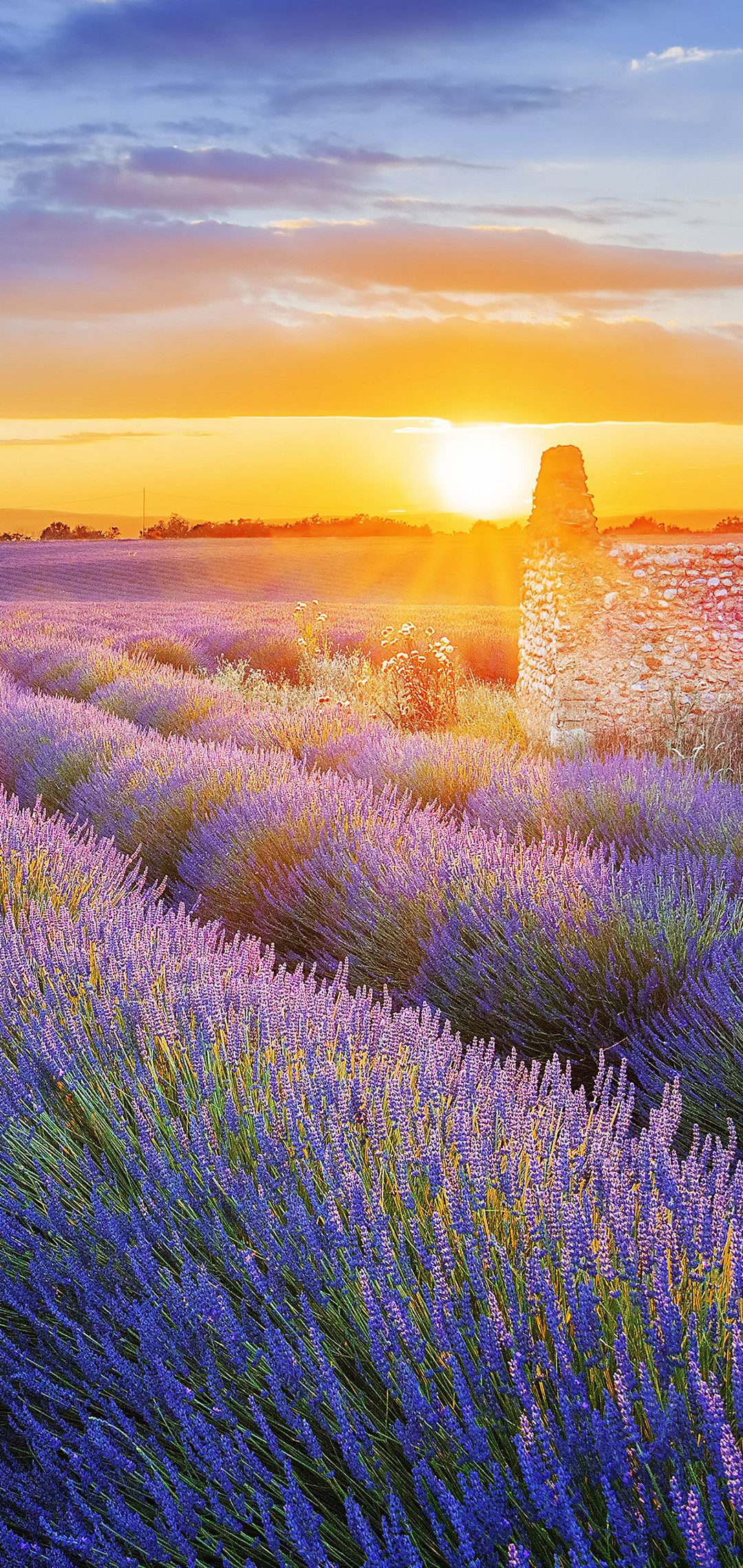 huawei p8 lite wallpaper hd,lavender,natural landscape,english lavender,flower,lavender